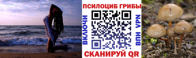 Галлюциногенные грибы Psilocybe  Ленинградская 